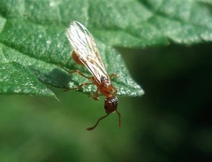 Myrmica rubra