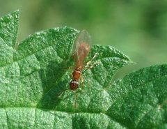 Myrmica rubra