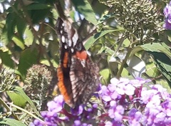Vanessa atalanta
