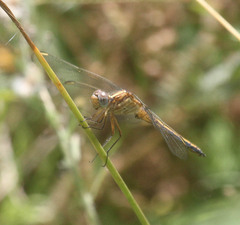 Trithemis furva