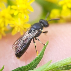 Hylaeus