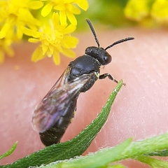 Hylaeus