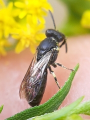 Hylaeus