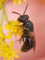 Hylaeus