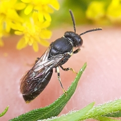 Hylaeus