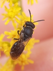 Hylaeus