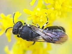 Hylaeus