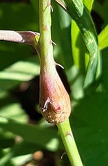 Lasioptera rubi