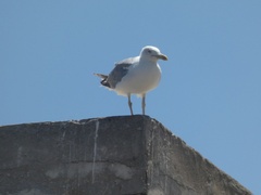 Larus michahellis