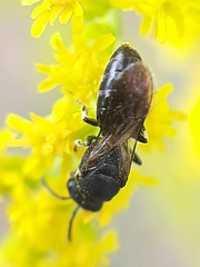 Hylaeus