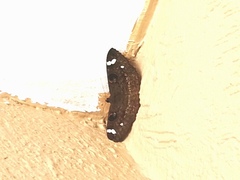 Erebus hieroglyphica