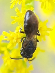 Hylaeus