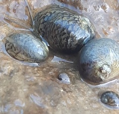 Theodoxus fluviatilis