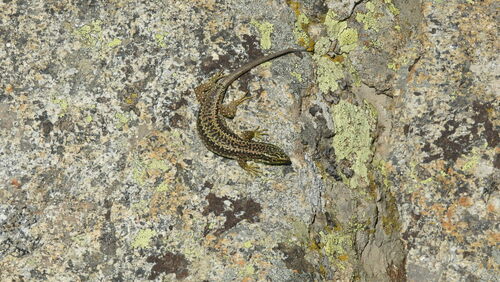 Cyren’s Rock Lizard, Spain, photo 7 of 10