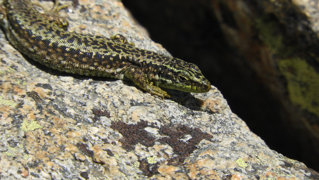 Cyren's Rock Lizard