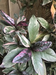 Graptophyllum pictum