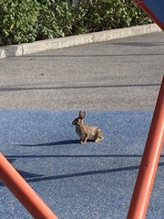 Sylvilagus floridanus