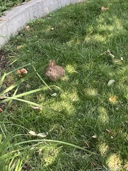 Sylvilagus floridanus