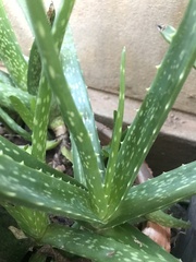 Aloe vera