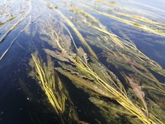 Potamogeton alpinus