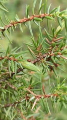 Oligotrophus juniperinus