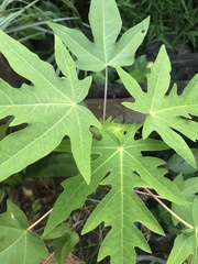 Carica papaya