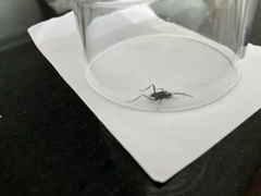 Evania appendigaster