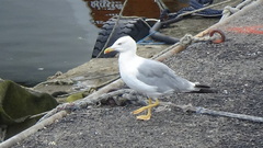 Larus michahellis