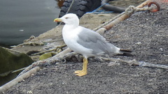 Larus michahellis