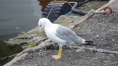 Larus michahellis