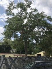 Ailanthus altissima