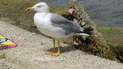 Larus michahellis