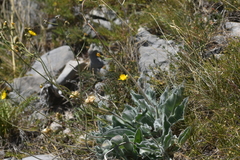 Hieracium waldsteinii