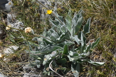 Hieracium waldsteinii