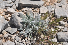 Hieracium waldsteinii