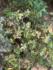 Rhododendron adamsii