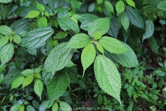 Oreocnide frutescens