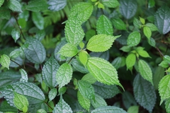 Oreocnide frutescens