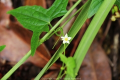 Zehneria japonica