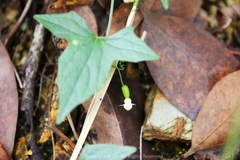 Zehneria japonica