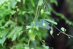 Zehneria japonica