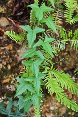 Zehneria japonica