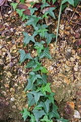 Zehneria japonica