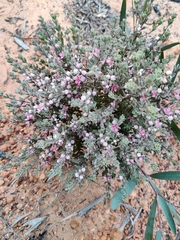 Boronia ternata