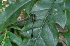 Leptogomphus sauteri