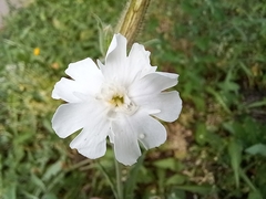 Silene latifolia