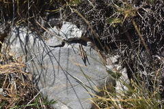 Rammeihippus dinaricus