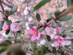 Boronia ternata