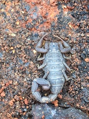 Hottentotta hottentotta