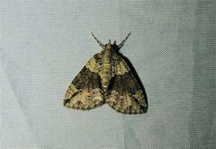 Polyclysta hypogrammata